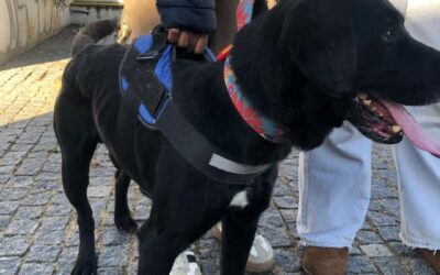 Patinhas, carinho e consciência